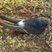 White-rumped Swift